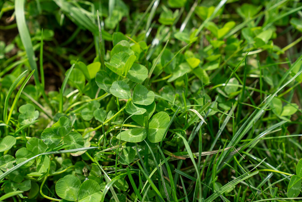 Green leaves with petioles