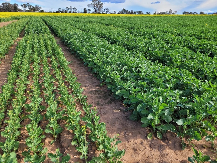 Figure 1. Split P trial Cowra August 2021. Control plot on the left 30N0P30S plot on the right 200N5P30S