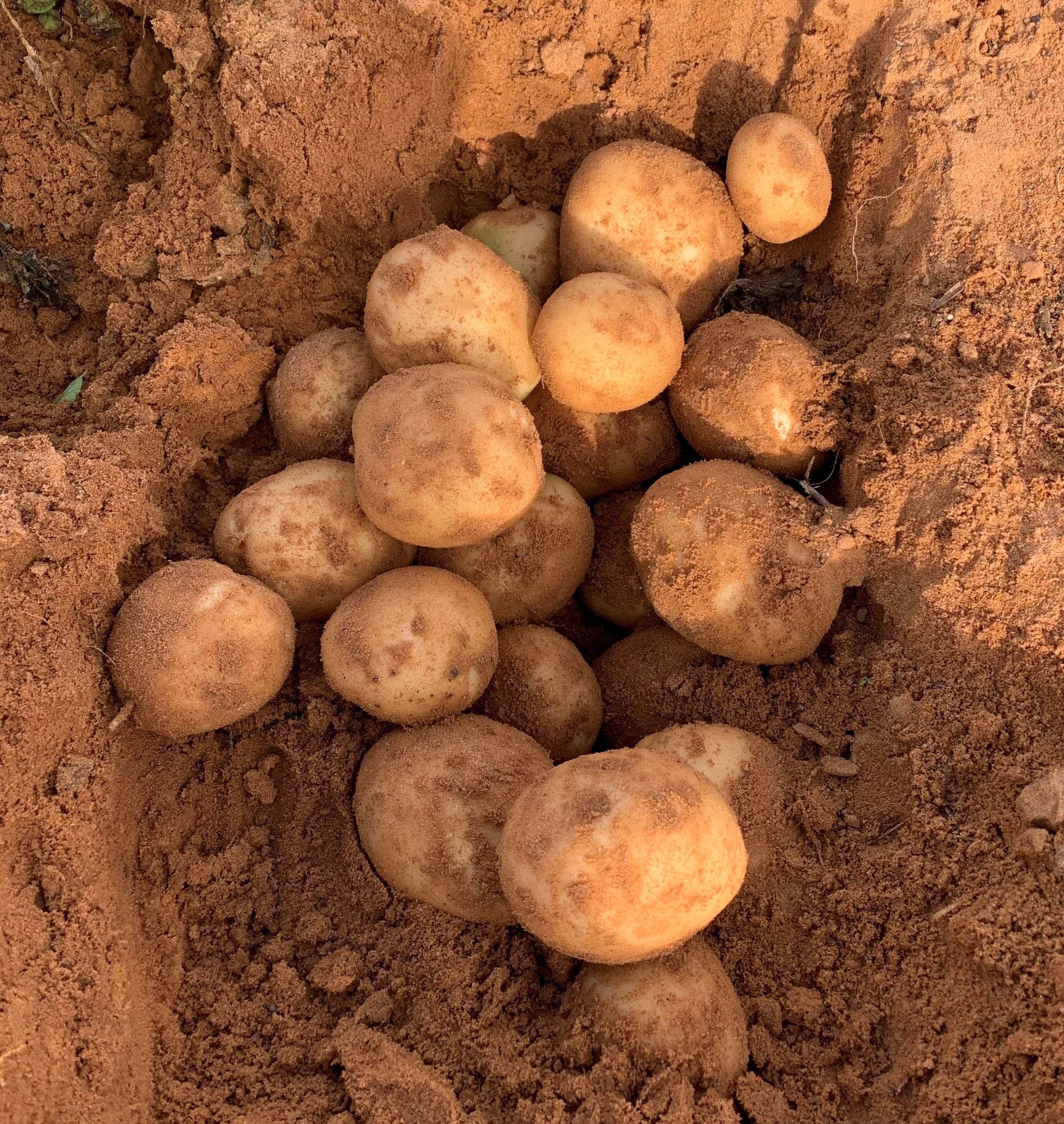 Promising potato trials with eNpower