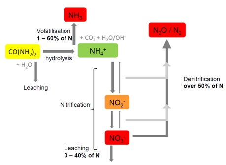 Figure 1: Nitrogen loss pathways