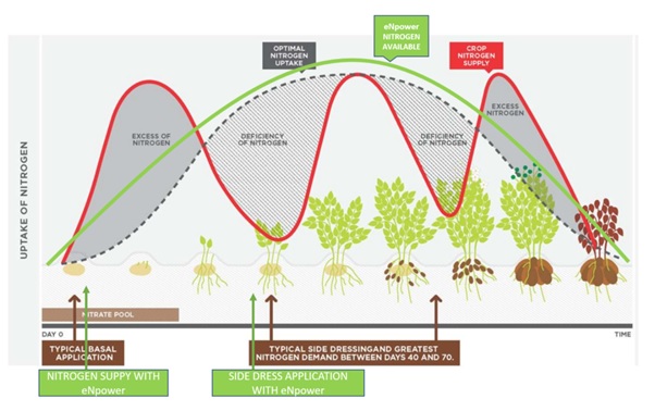 Figure 3. Comparing the N Uptake Pattern in Potatoes: eNpower vs. Conventional Nitrogen Supply