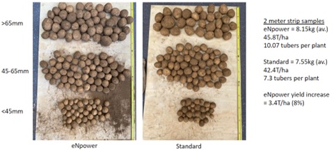 Figure 4: Potato Yield Enhancement with eNpower – Damian Moloney, Crop 77, Koroit, VIC